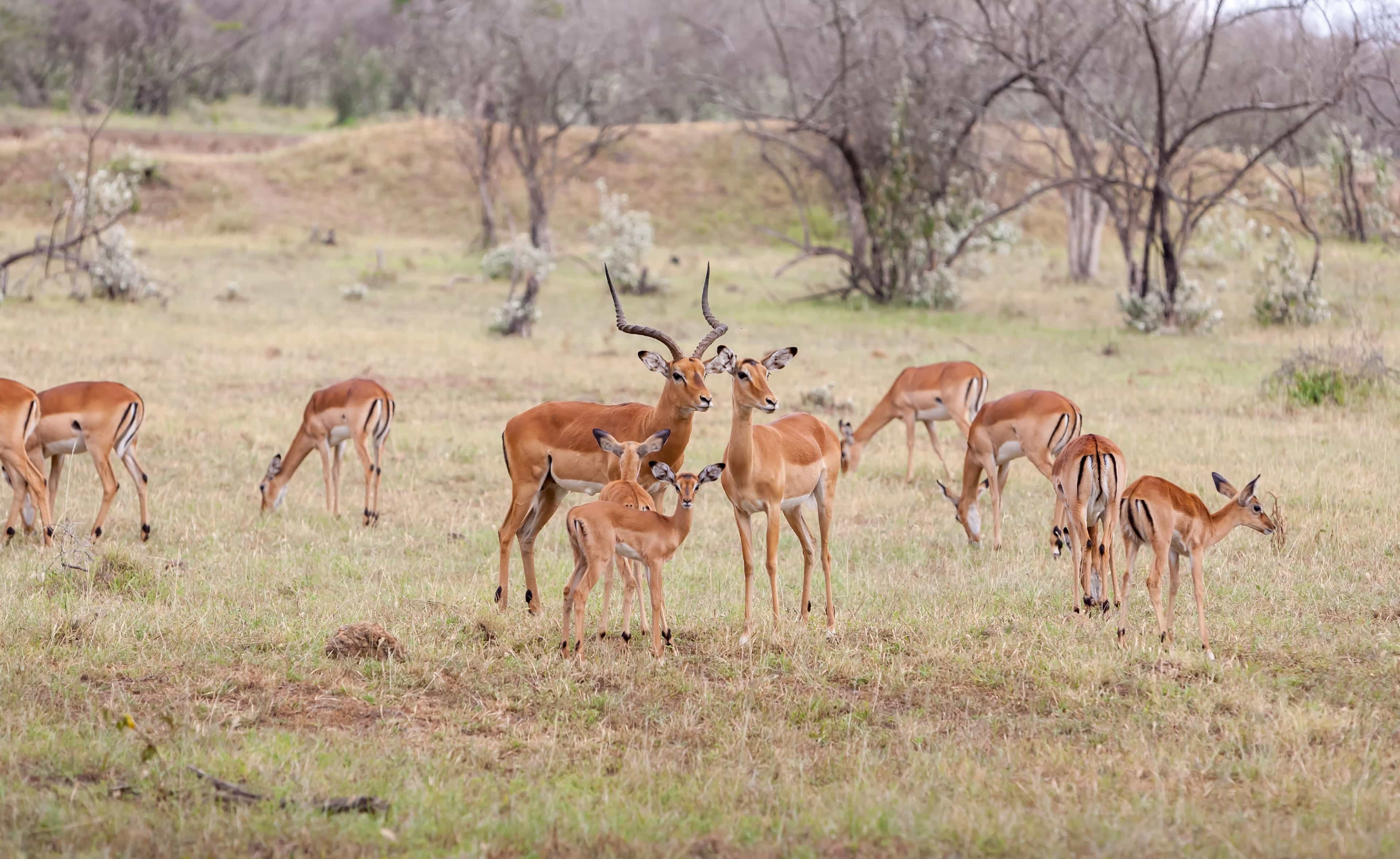 Deer Park in Delhi