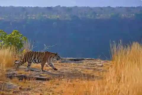 Panna National Park
