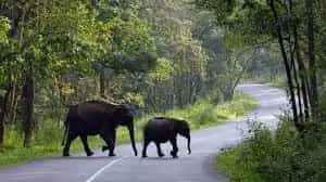 Places to Visit in Wayanad in 2 Days