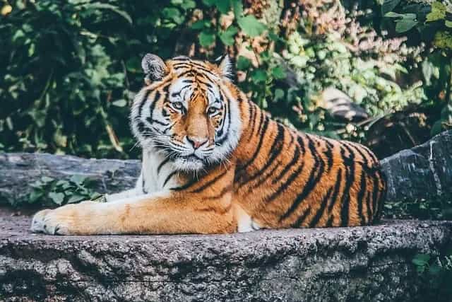 Kanpur Zoological Park