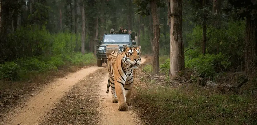 Bandhavgarh National Park: Best Time, Safari Cost, & Things To Do