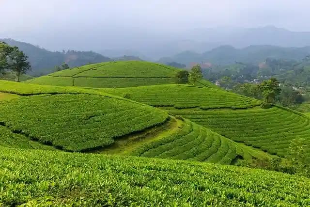 Best Places To Visit in Assam.webp