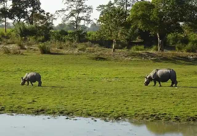 Best Time to Visit Kaziranga