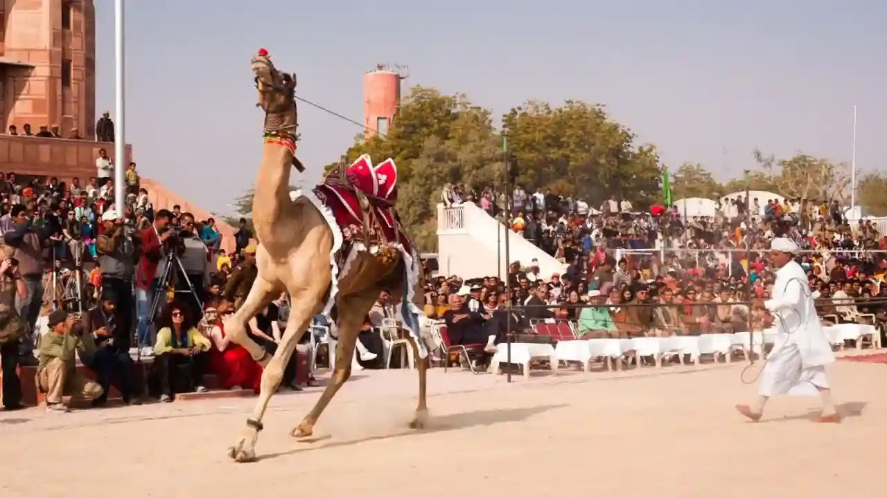 Bikaner Camel Festival