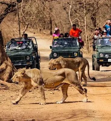 Gir National Park: Safari, Tickets, & Travel Tips