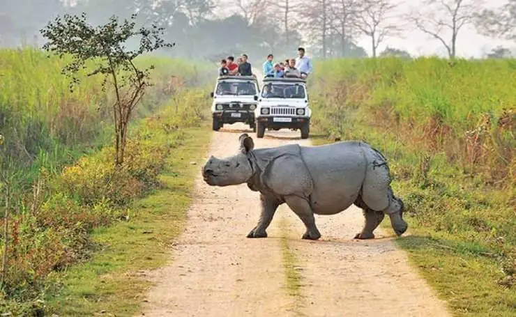 Kaziranga National Park: Safari, Tickets, & Timings