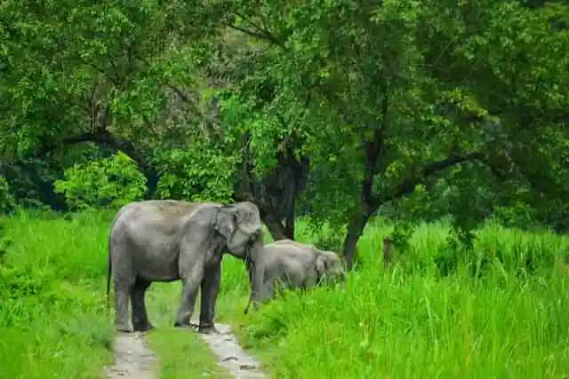 Kerala Wildlife Sanctuaries