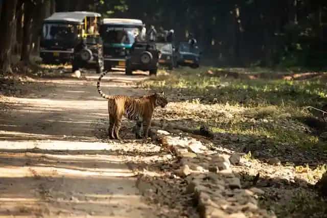 Ranthambore National Park.webp