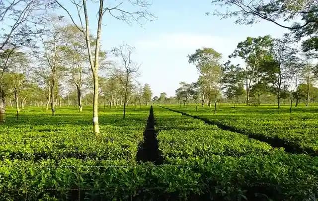 things to do in assam.webp