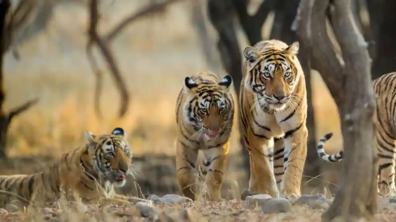 Tiger Reserves in Rajasthan
