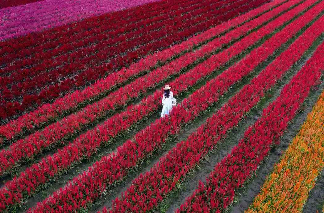 Tulip Festival Kashmir