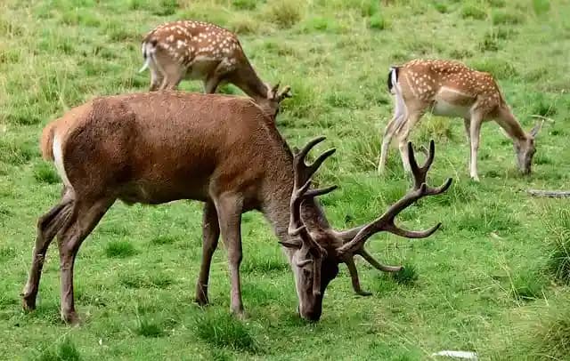 van vihar national park.webp