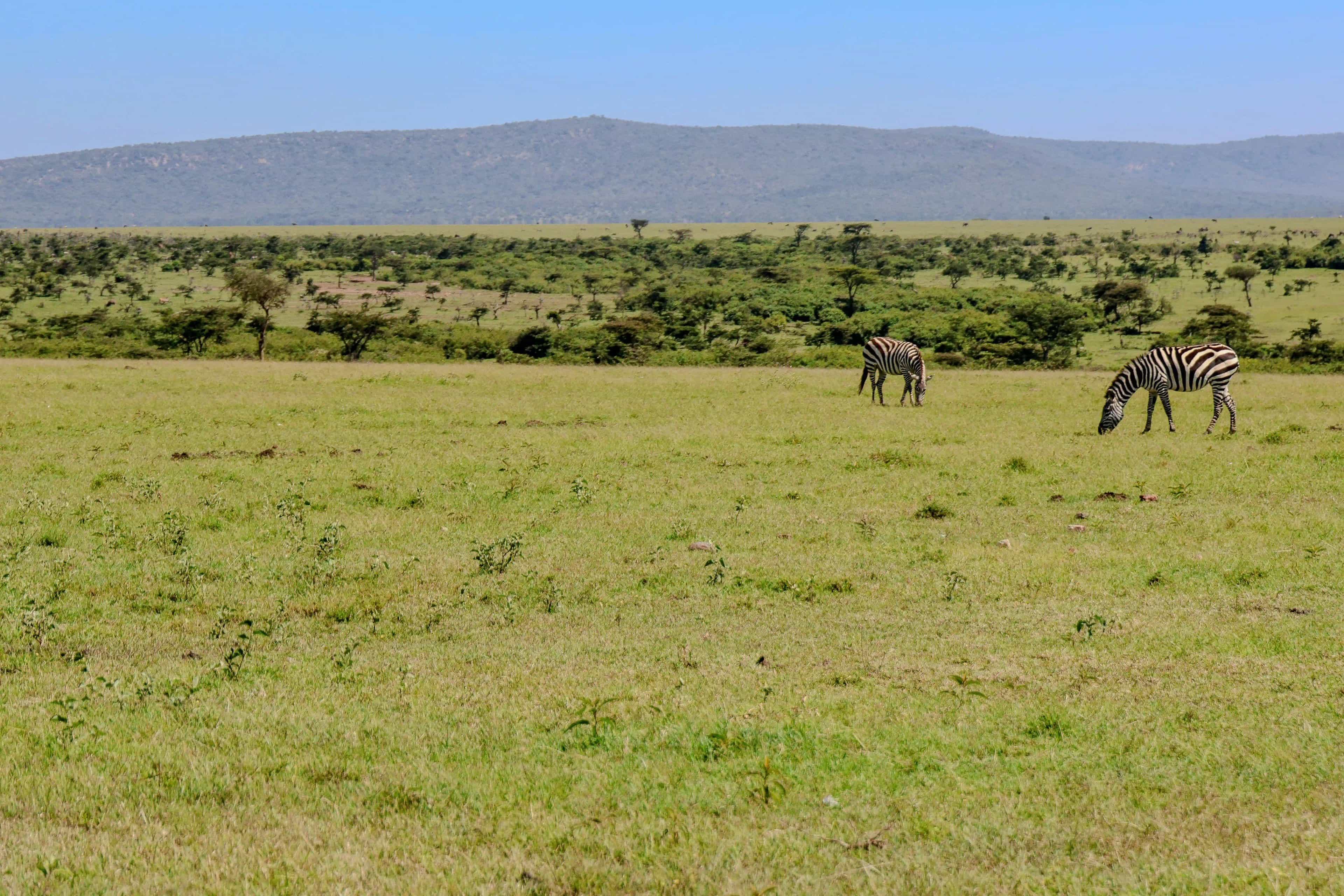 Best Things To Do In Kenya