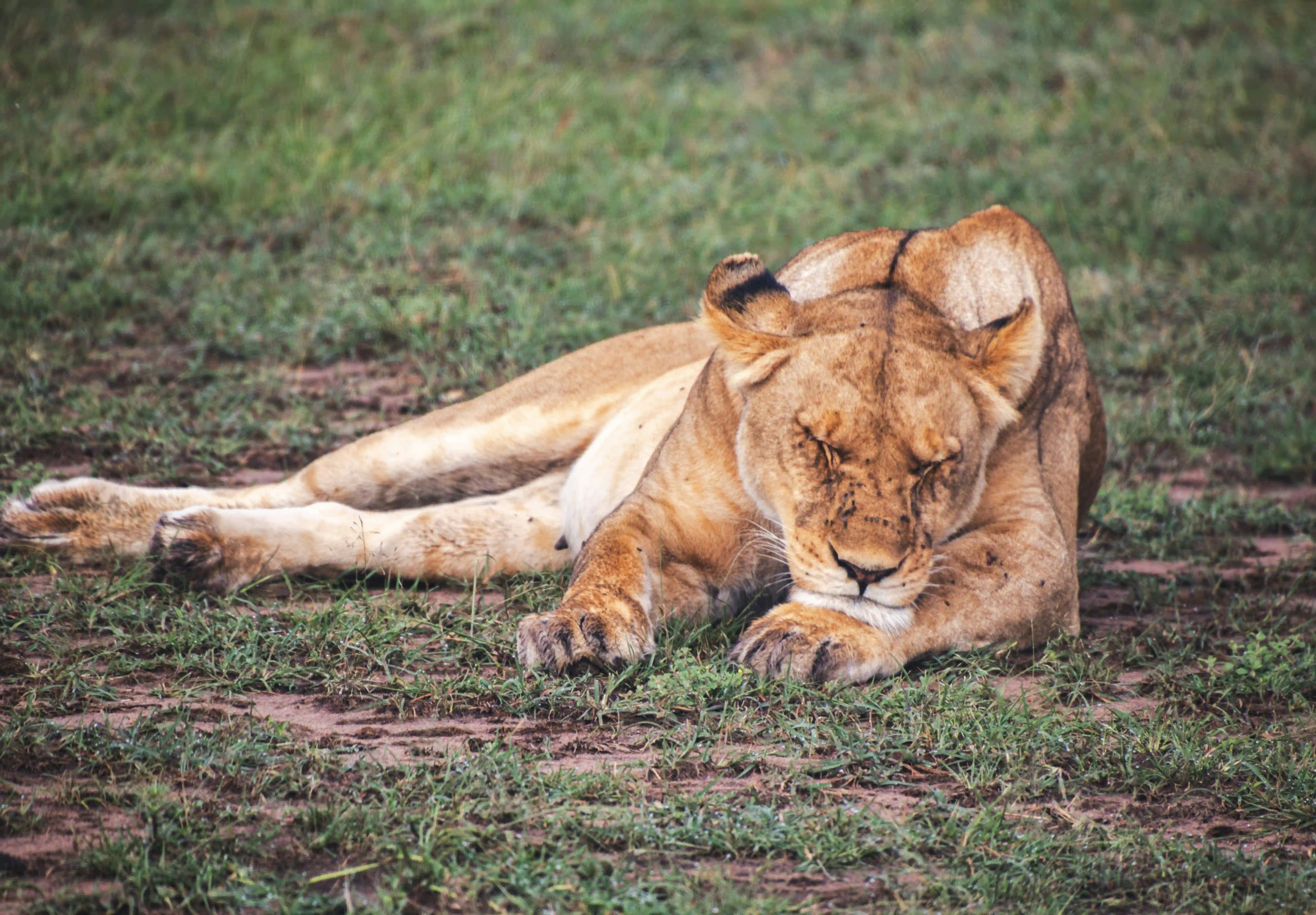Best Time To Visit Kenya