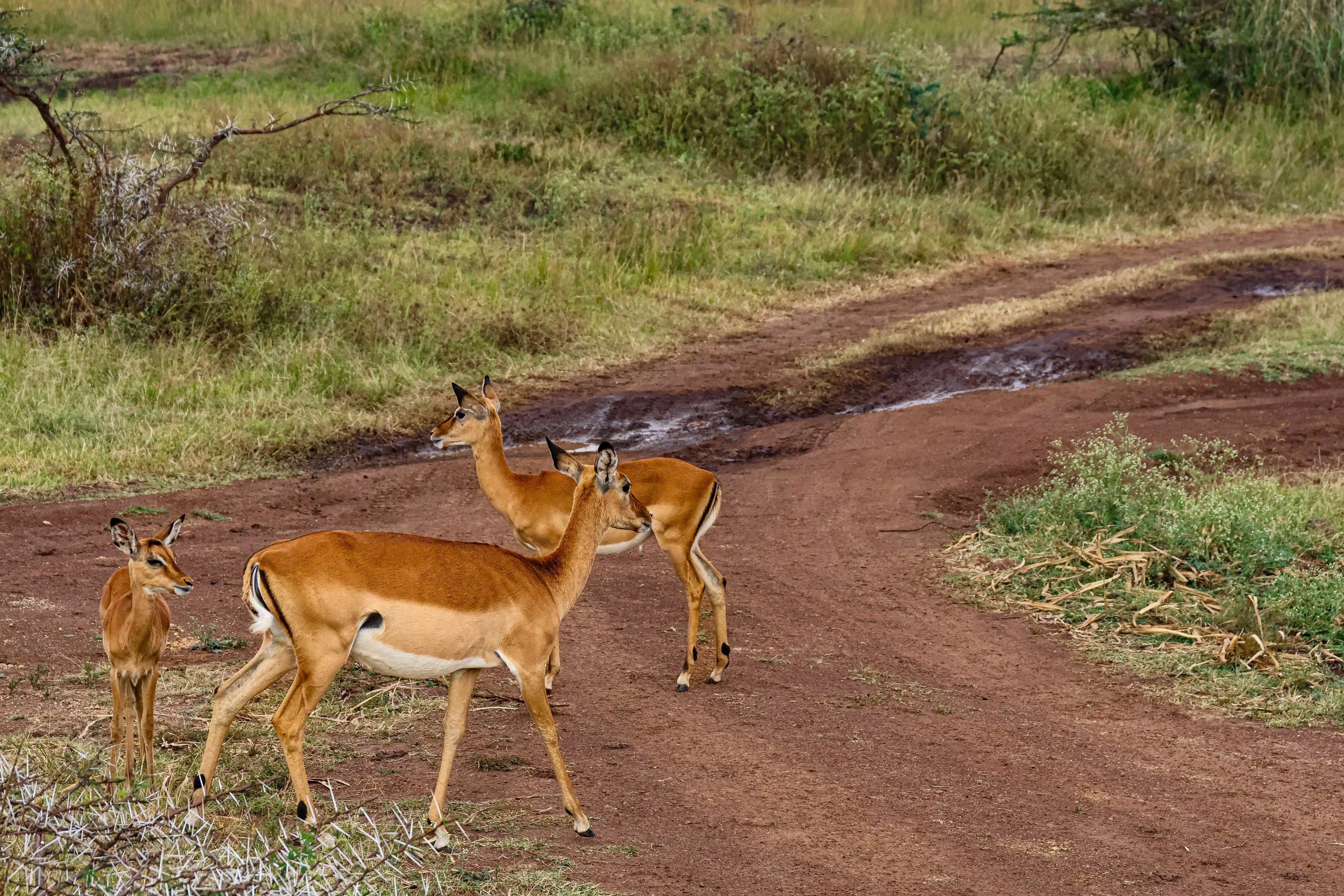 Things to do in Nairobi