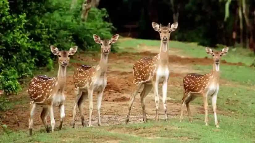 Deer Park in Delhi