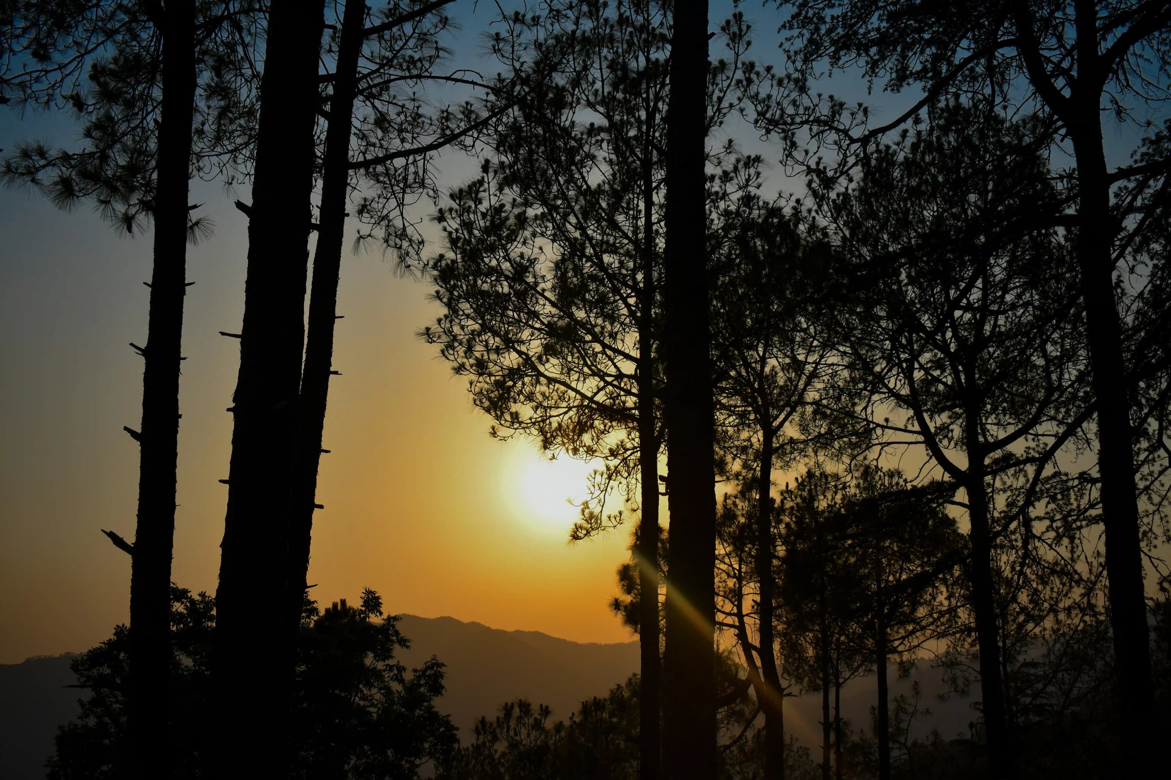 Places to Visit in Chail