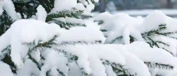 Best place to celebrate New Year in Himachal