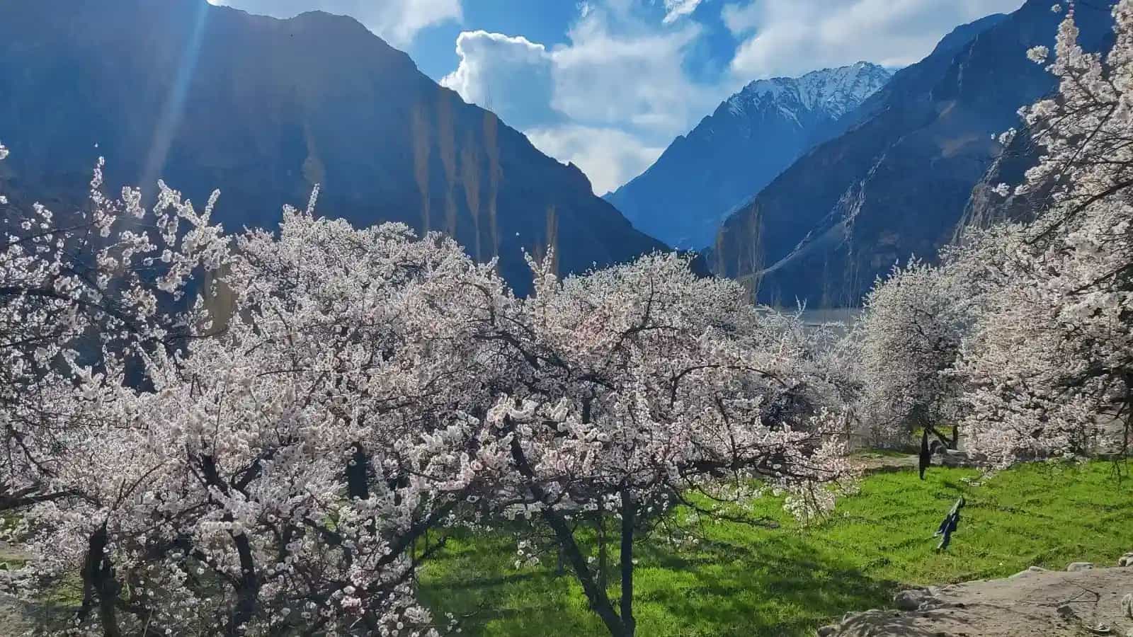 Ladakh Apricot Blossom Festival