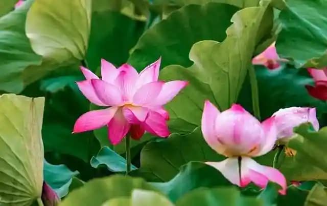 gulawat lotus lake