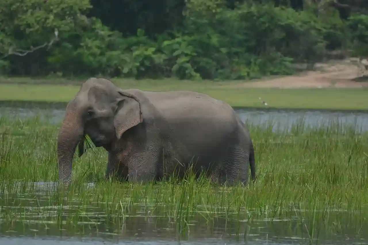 Things to do in Sri Lanka