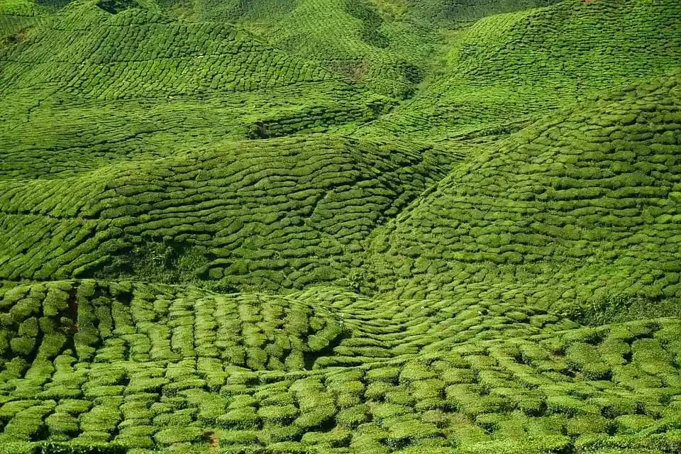 Best Time to Visit Coonoor