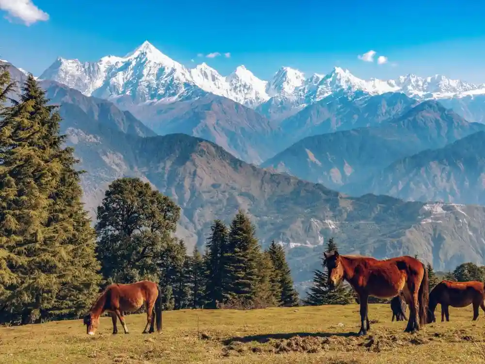 Best Places To Visit In Munsiyari