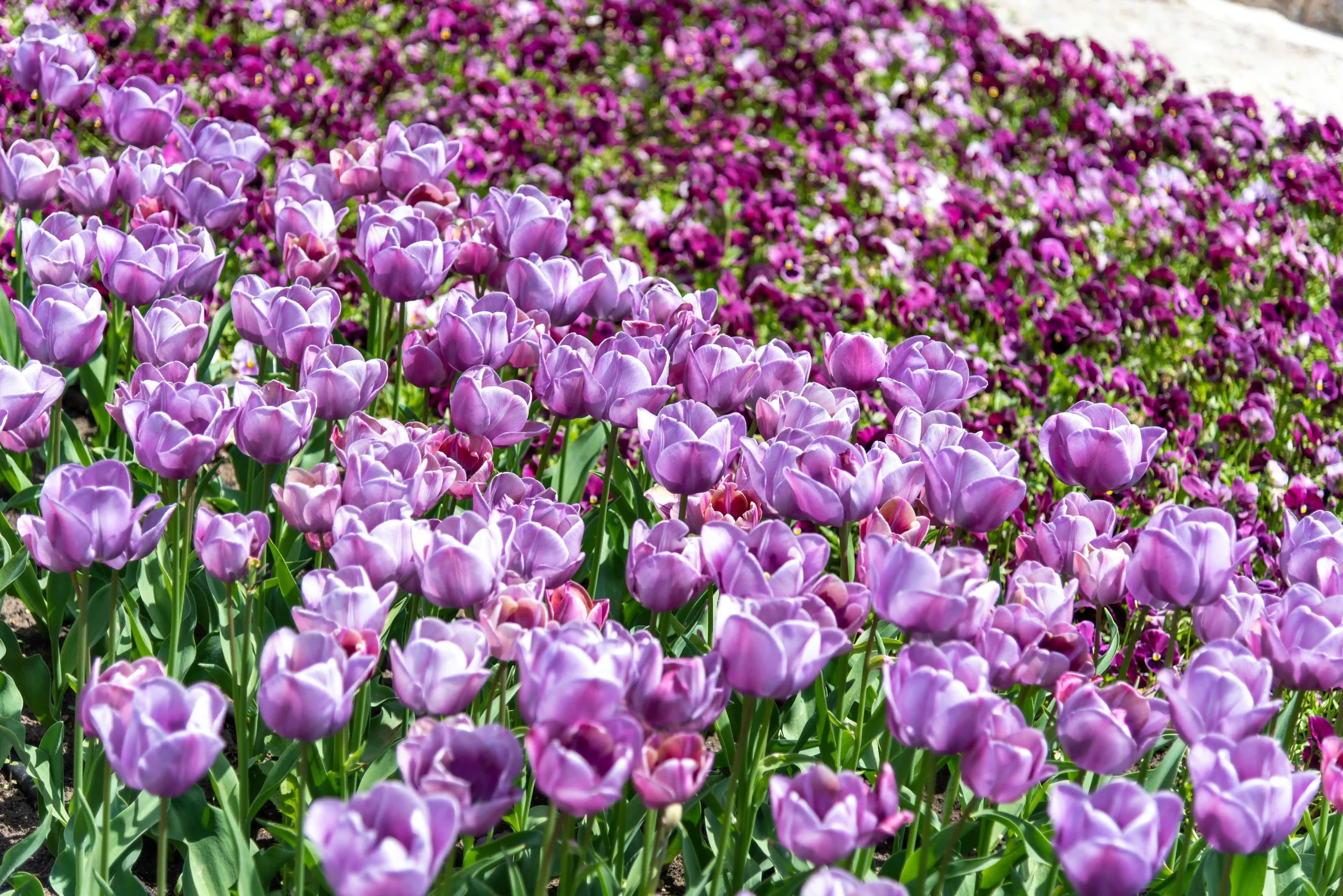 Best Time to Visit Valley of Flowers