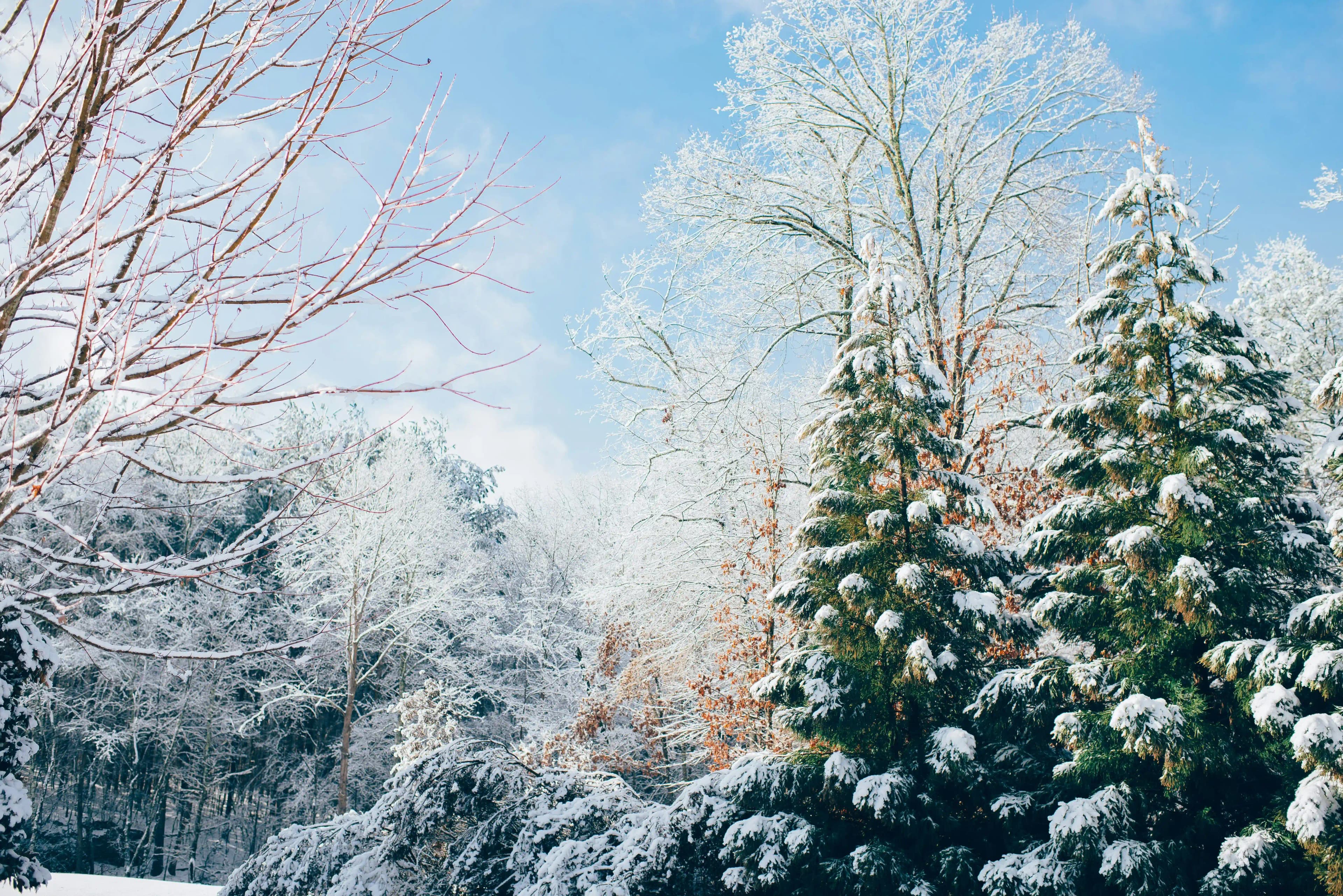 Snow View Point Nainital