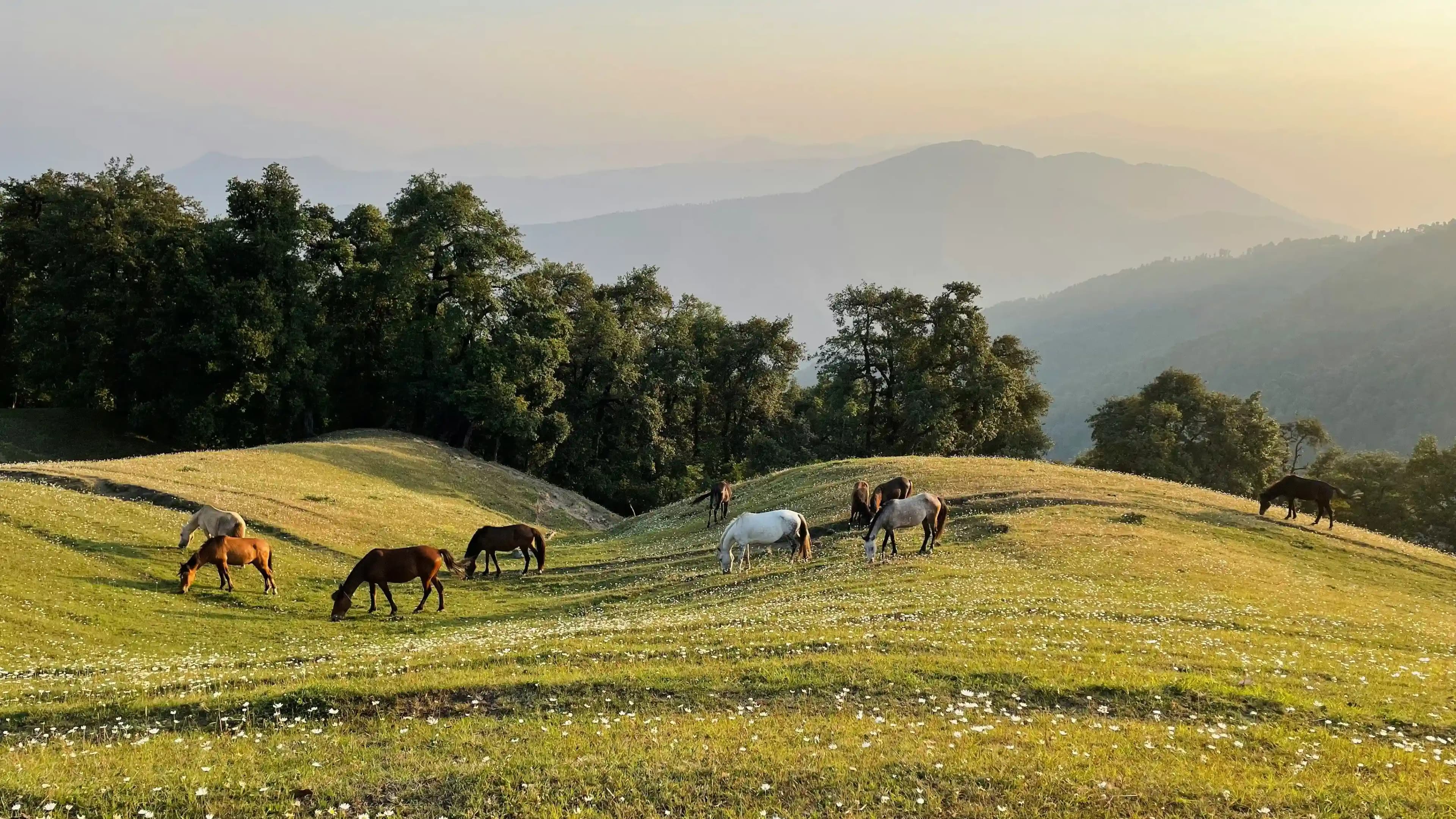 Things To Do in Dehradun