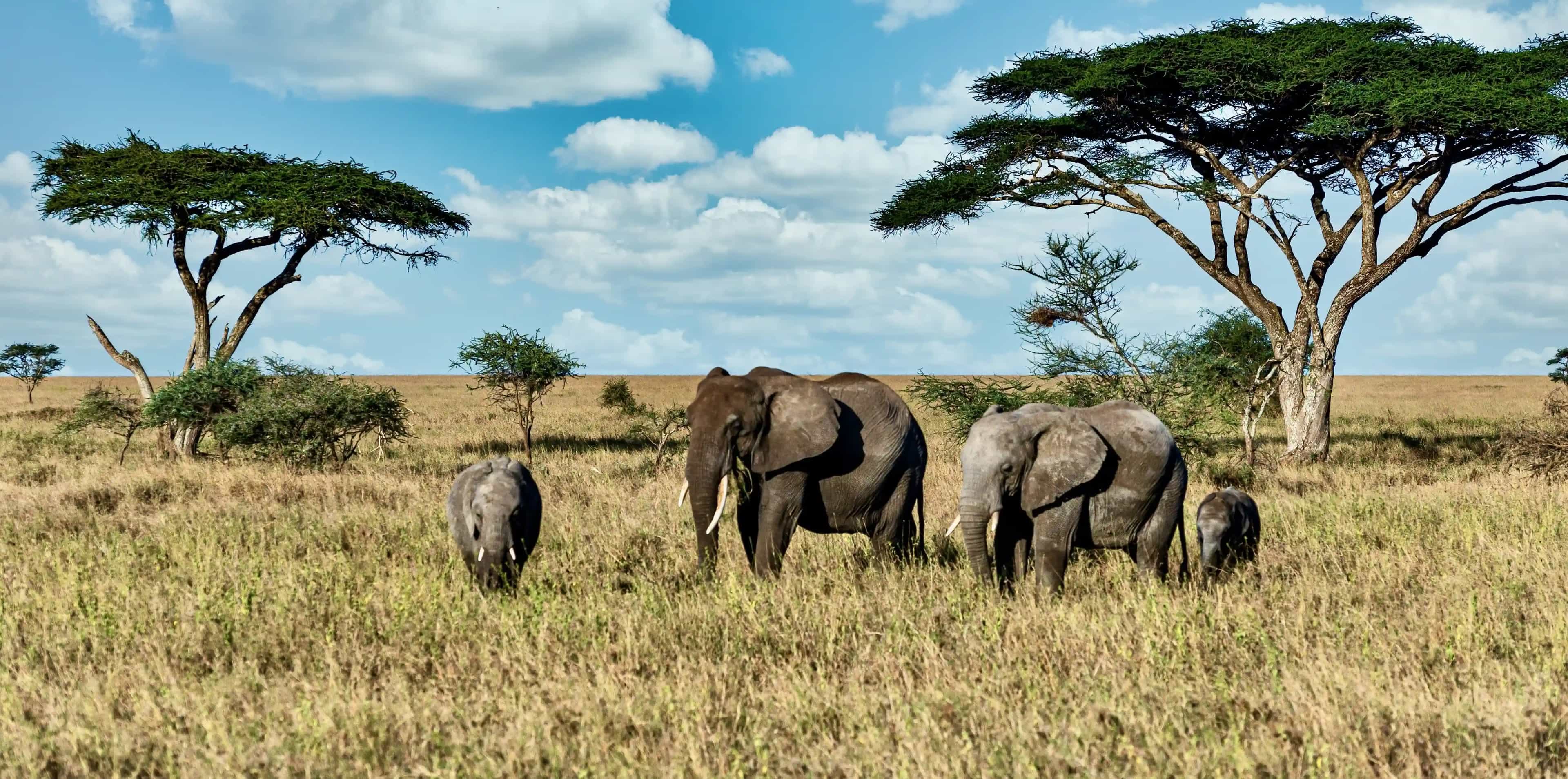 Best Time to Visit Dooars