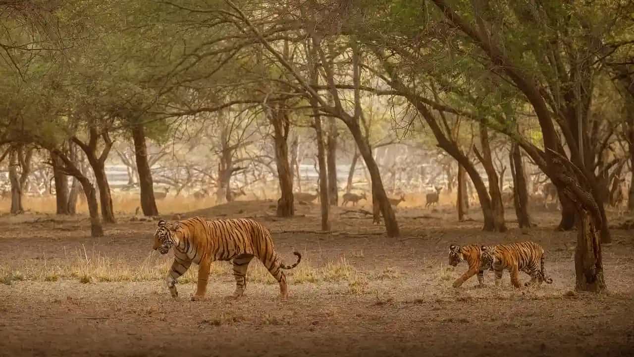 Best Time to Visit Sunderbans