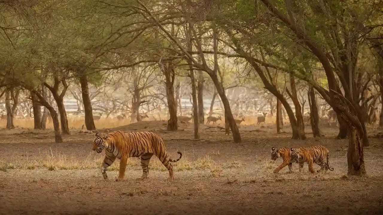Best Time to Visit Sunderbans