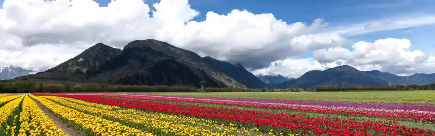 Kashmir Tulip Festival 5N 6D