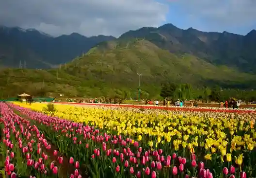 Kashmir Tulip Festival 5N 6D